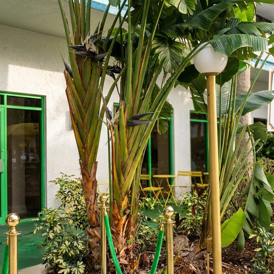 Palm Court Cafe entrance with green doors, tropical plants, yellow patio chairs, and a branded outdoor sign.